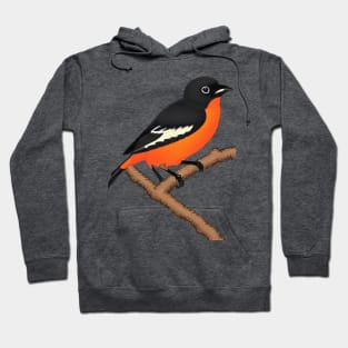 Vintage Orchard Oriole Bird Pumpkin Halloween Fall in Baltimore Hoodie